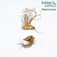 Baardiris 'Study in Black' (x2)