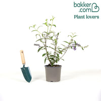 Vlinderstruik 'Royal Red'