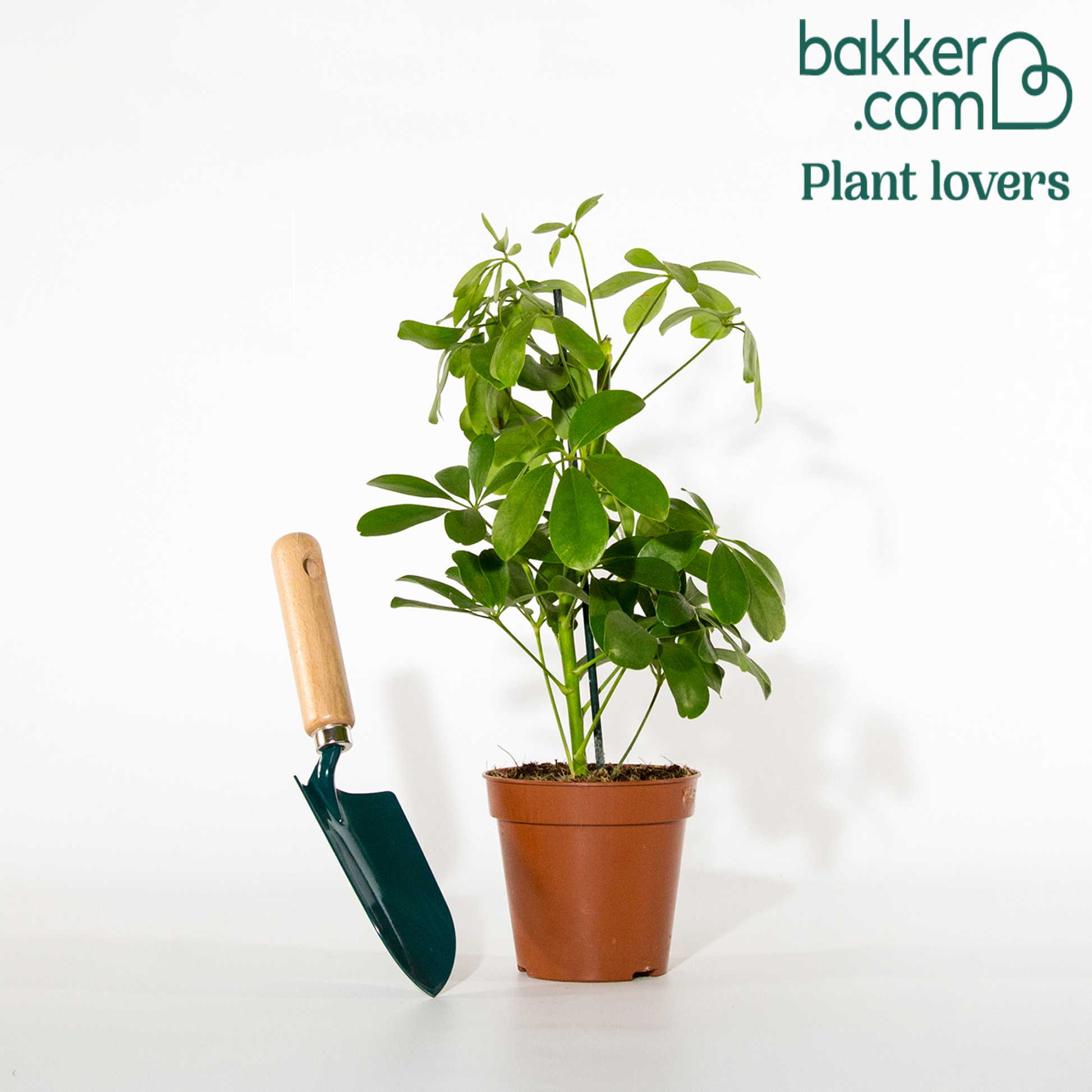 Green BoutiQ - Green is... Kamerplanten - Musa acuminata Dwarf Green BoutiQ - Green is... Kamerplanten - Musa acuminata Dwarf