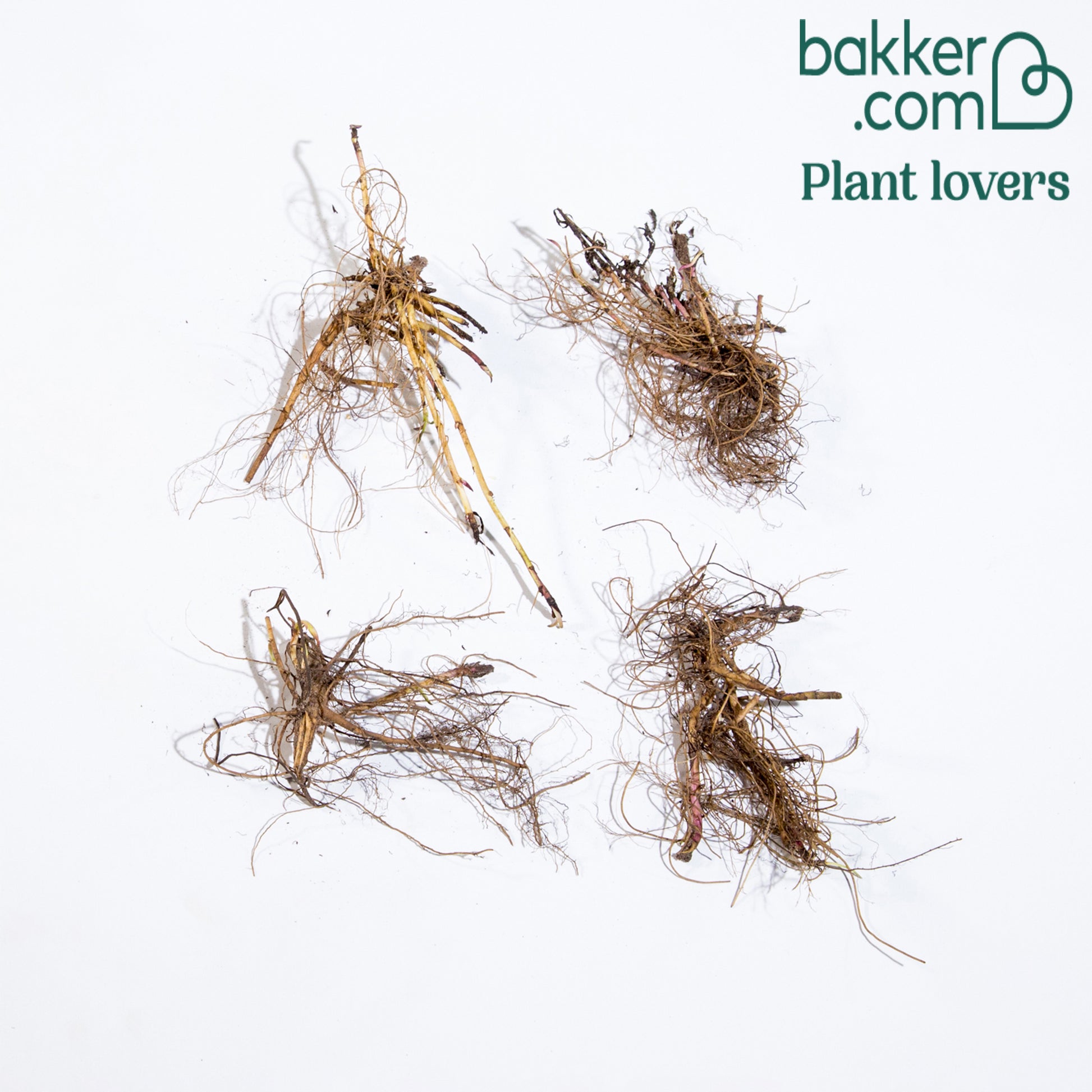 Aster Mix (x4) - Aster dumosus