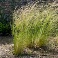 Vedergras - Stipa tenuissima - Bakker