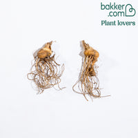 Baardiris 'Brown Lasso' (x2)