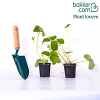 Aardbei 'Pineberry' (x2)