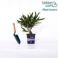 Oleander red - Nerium oleander