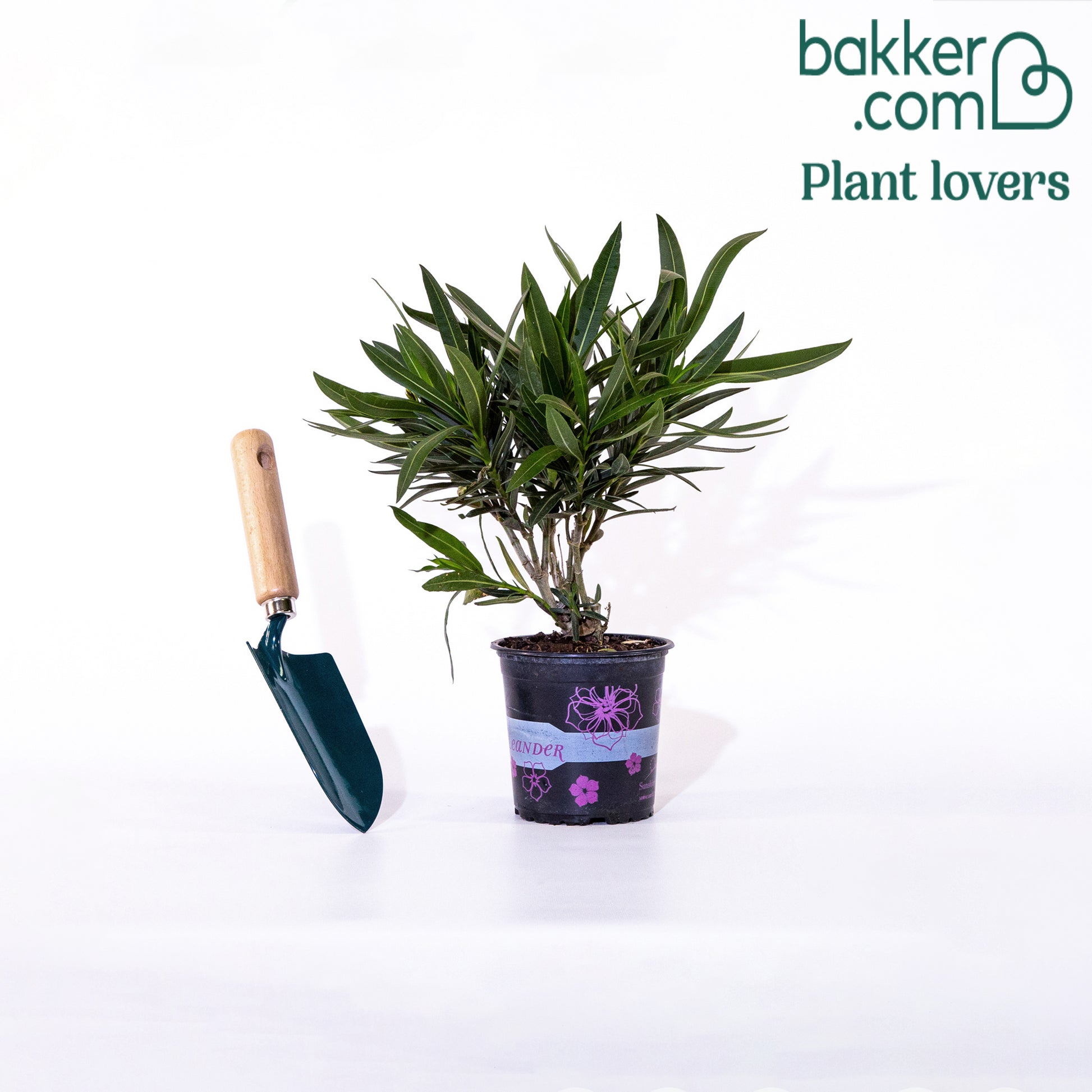 Oleander red - Nerium oleander