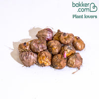 Gladiool Mix 'Glamini' (x12)