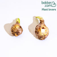 Ismene 'Sulpur Queen' (x2)