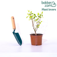 Pluimhortensia 'Little Spooky'