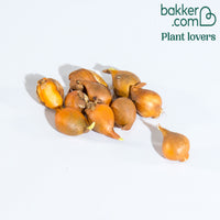 Wildtulpen Tarda (x10)