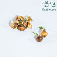 Narcissen Artic Bells (x10)