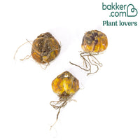 Lelie 'Beverly Dreams' (x3)