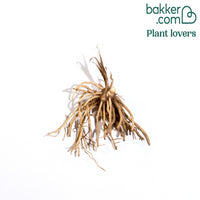 Afrikaanse lelie 'Silver Moon'