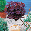 Pruikenboom 'Royal Purple' - Cotinus coggygria royal purple - Heesters