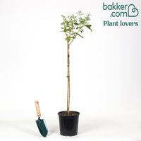 Vlinderstruik 'Empire Blue' op stengel