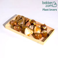 Langstelige tulpen Mix 'Slik Road' + 'Del Piero'+ 'Ronaldo' (x15)