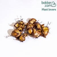 Tijgerbloem - Tigridia pavonia