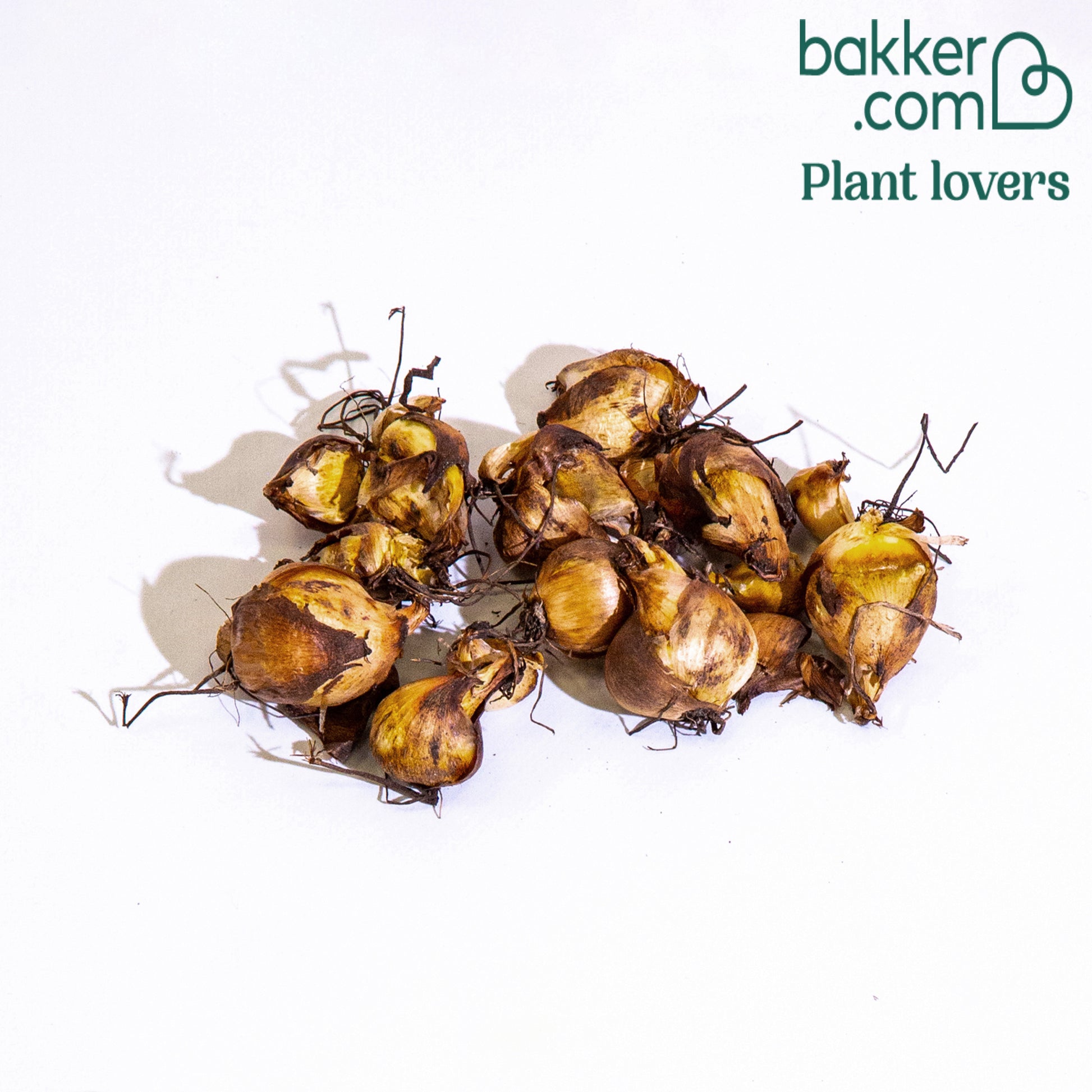 Tijgerbloem - Tigridia pavonia