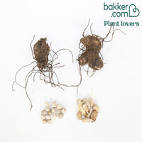 Bloembollenmix 'Kleurenexplosie' (x27)