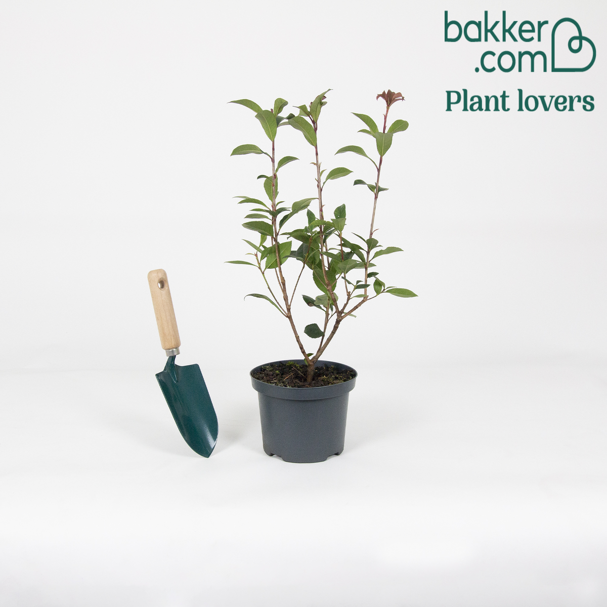 Glansmispel 'Red Robin' - Photinia fraseri red robin
