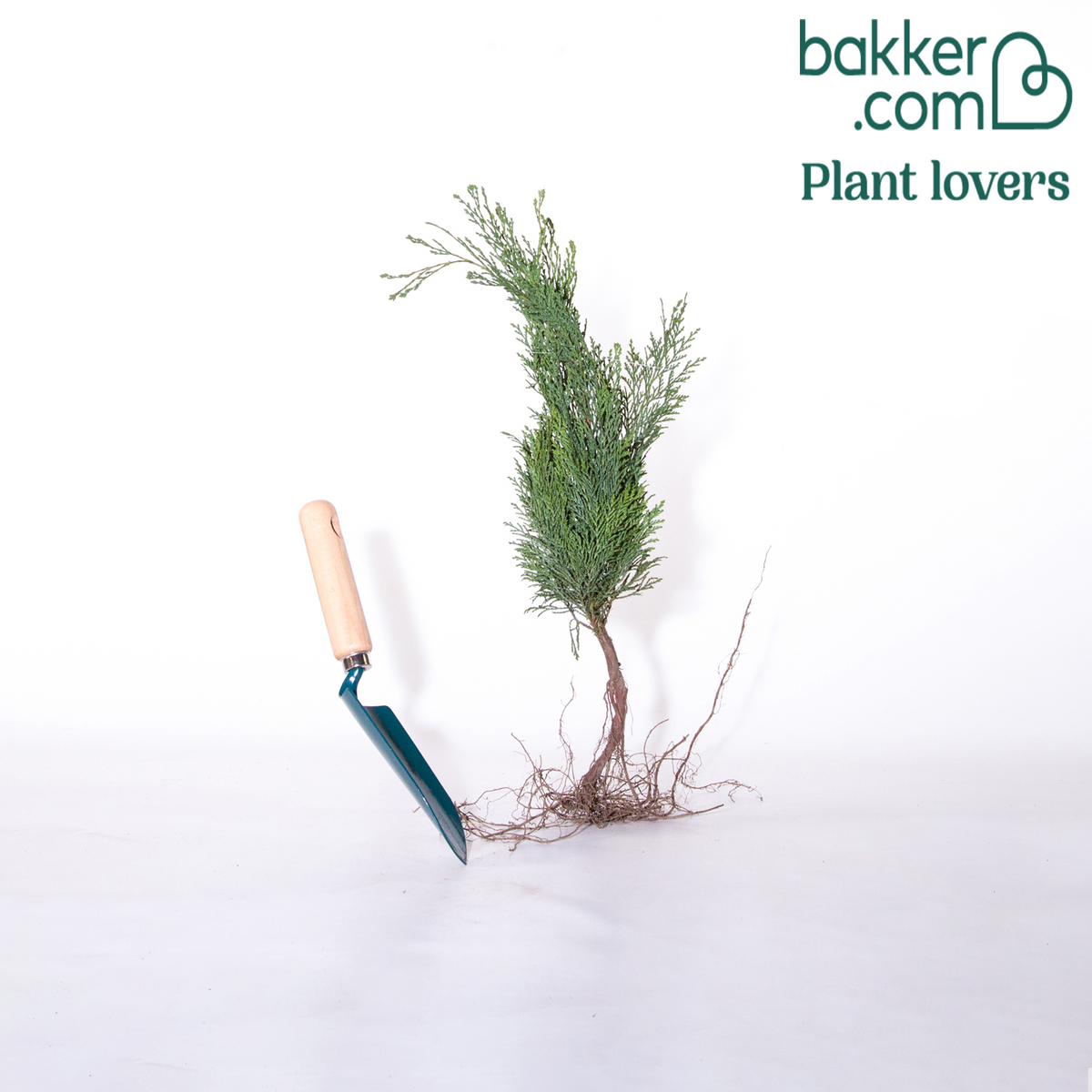 Blauwe haagconifeer 'Columnaris' - Chamaecyparis lawsonia columnaris