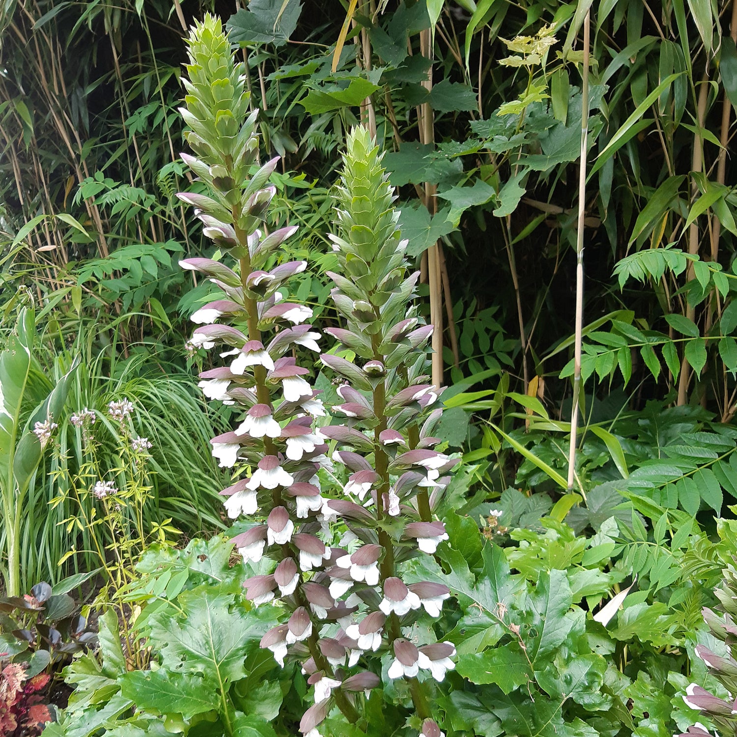 Acanthus mollis - Zachte acanthus