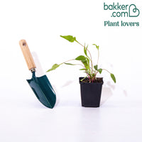 Zonnehoed 'Green Twister'