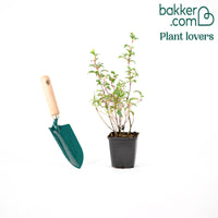 Bellenplant 'Madame Cornelissen'