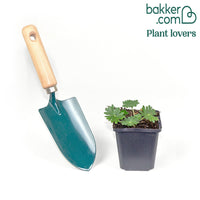 Bloedooievaarsbek 'Elke'