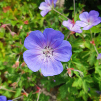 Geraniums - Geranium 'Rozanne' - Geranium gerwat rozanne