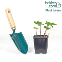 Helleborus 'Christmas Carol'