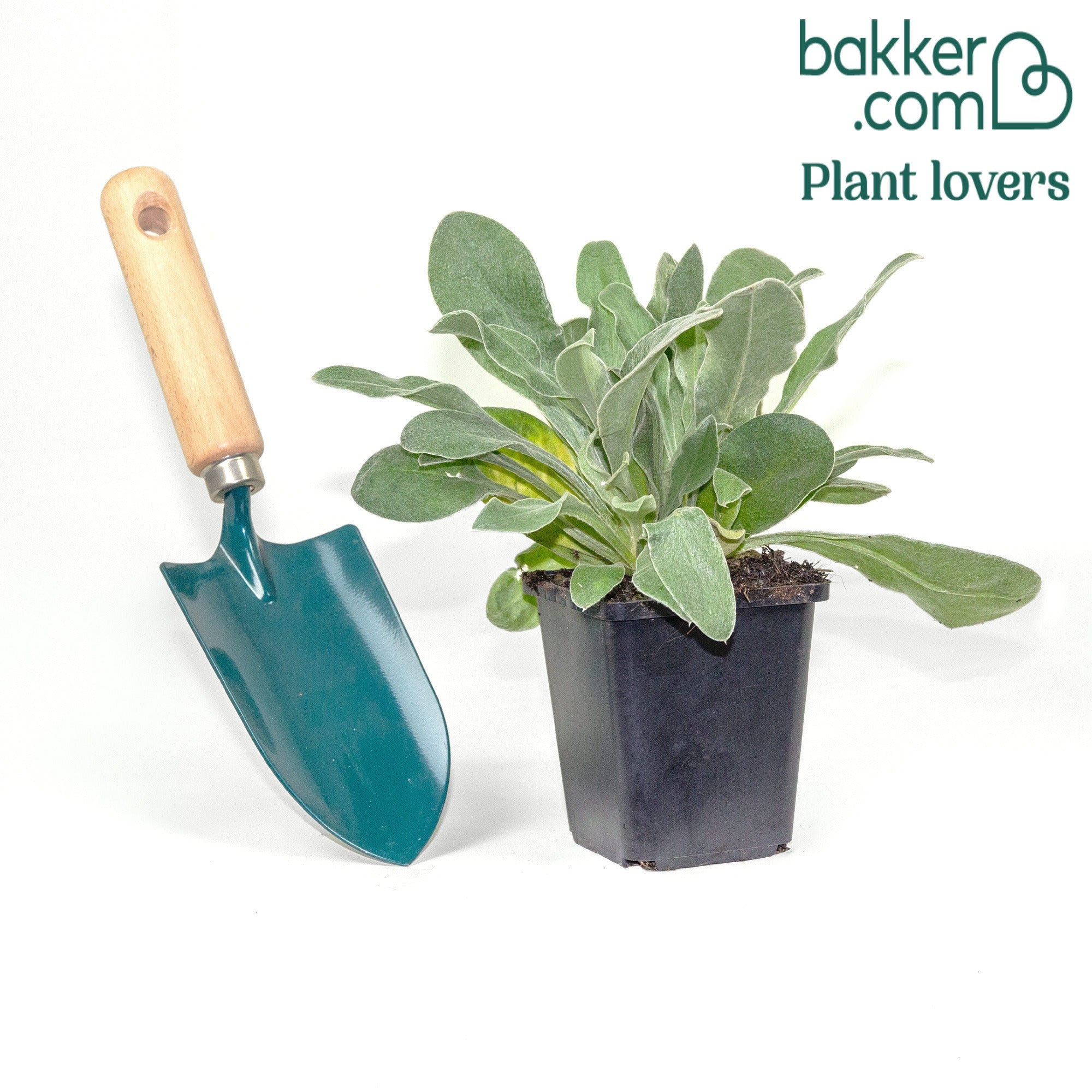 Prikneus Alba - Lychnis coronaria alba | Bakker.com