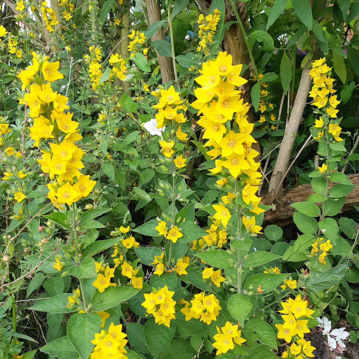 Wederik - Lysimachia punctata - Bakker