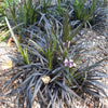 Slangenbaard 'Nigrescens' - Bakker