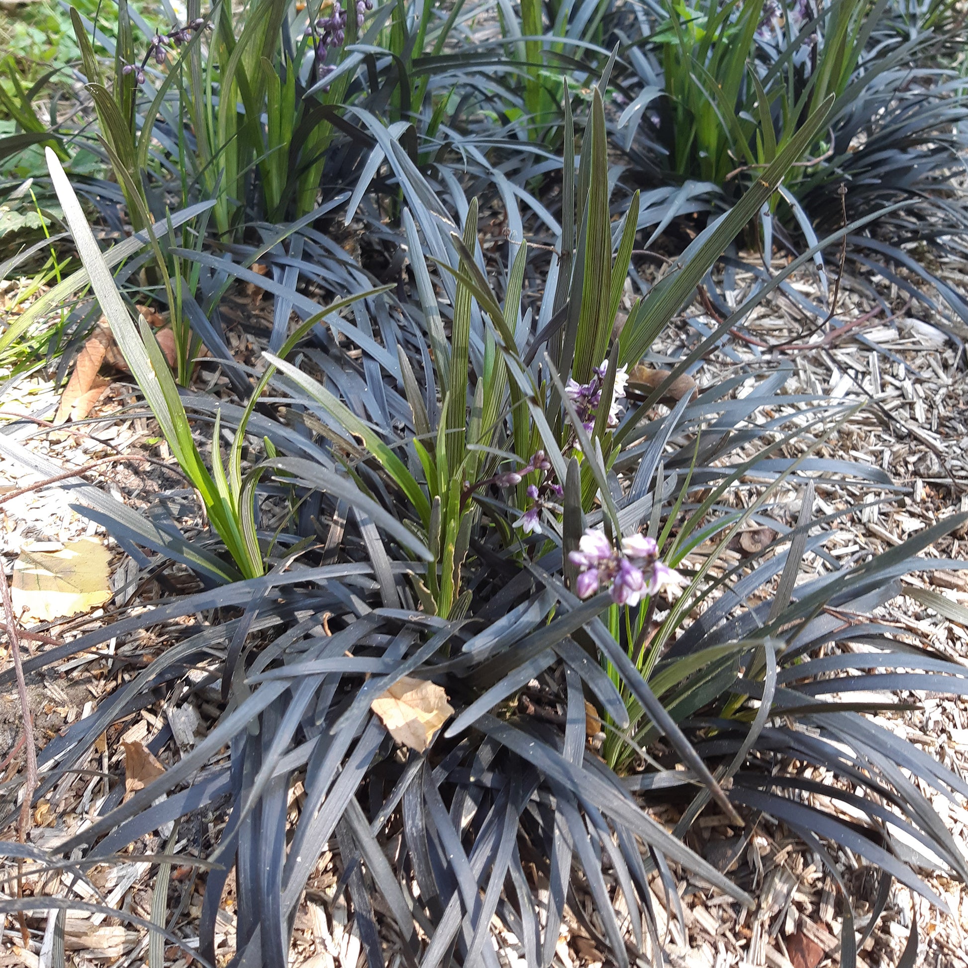 Slangenbaard 'Nigrescens' - Ophiopogon planiscapus Niger - Tuinplanten