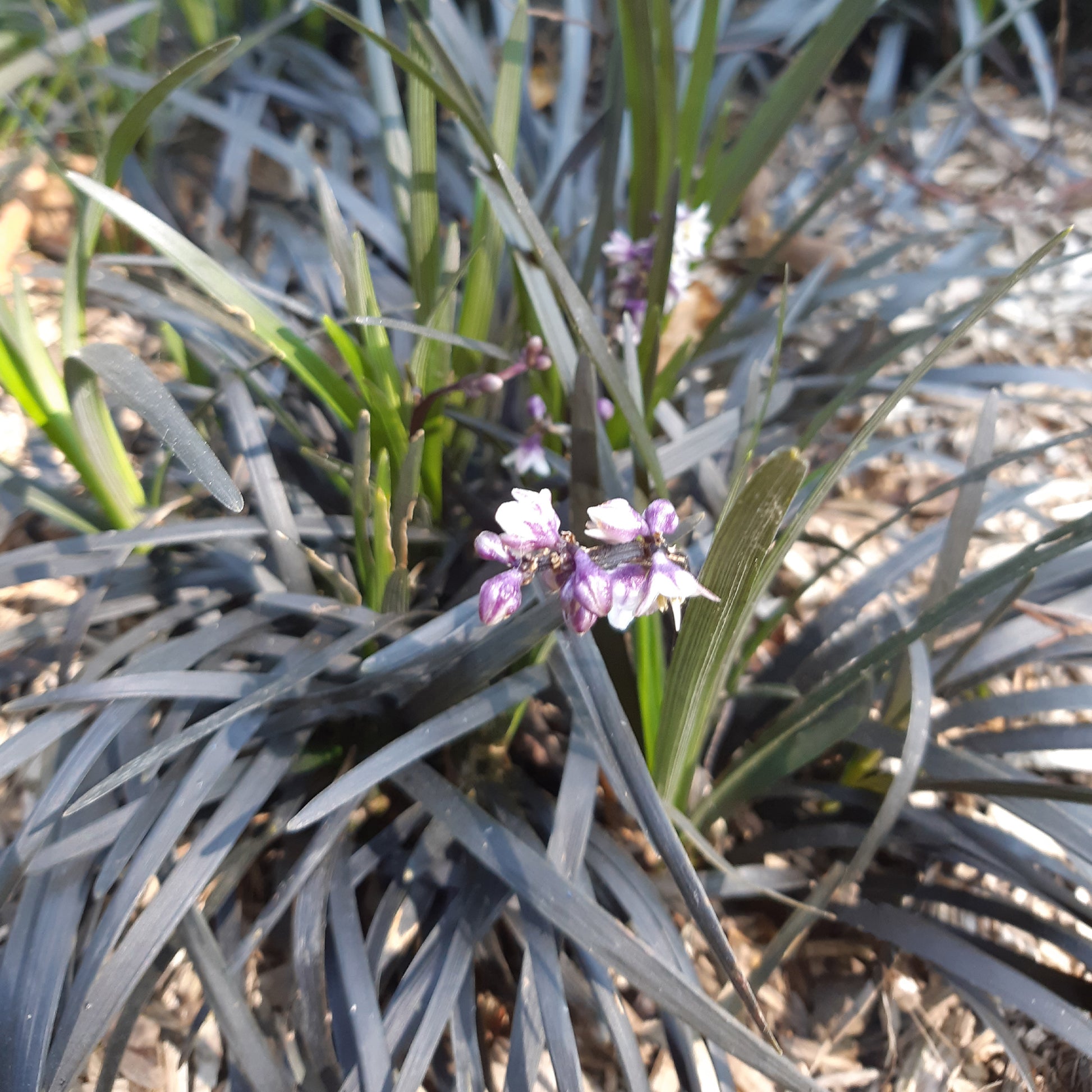 Slangenbaard 'Nigrescens' - Ophiopogon planiscapus Niger - Tuinplanten