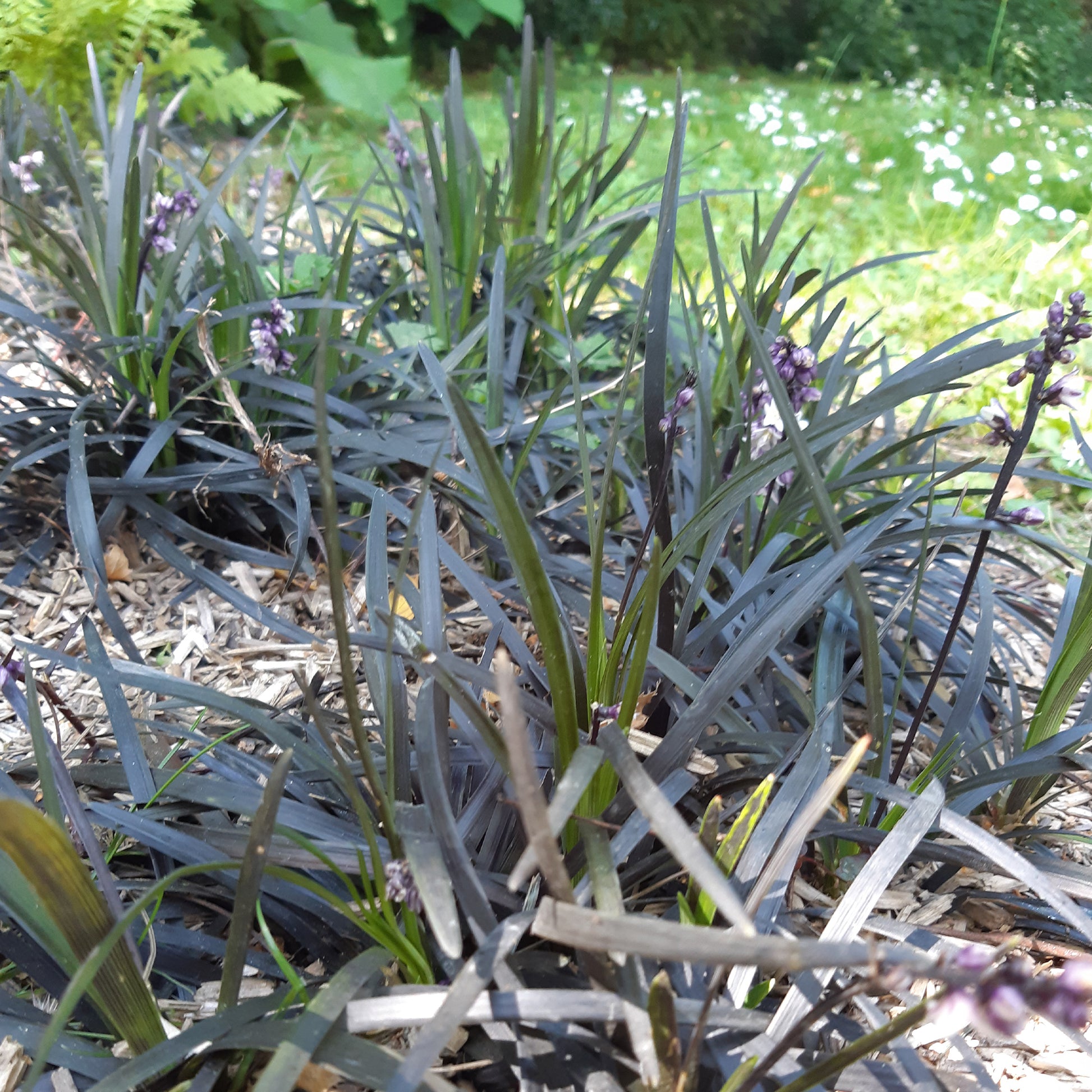 Slangenbaard 'Nigrescens' - Ophiopogon planiscapus Niger - Tuinplanten