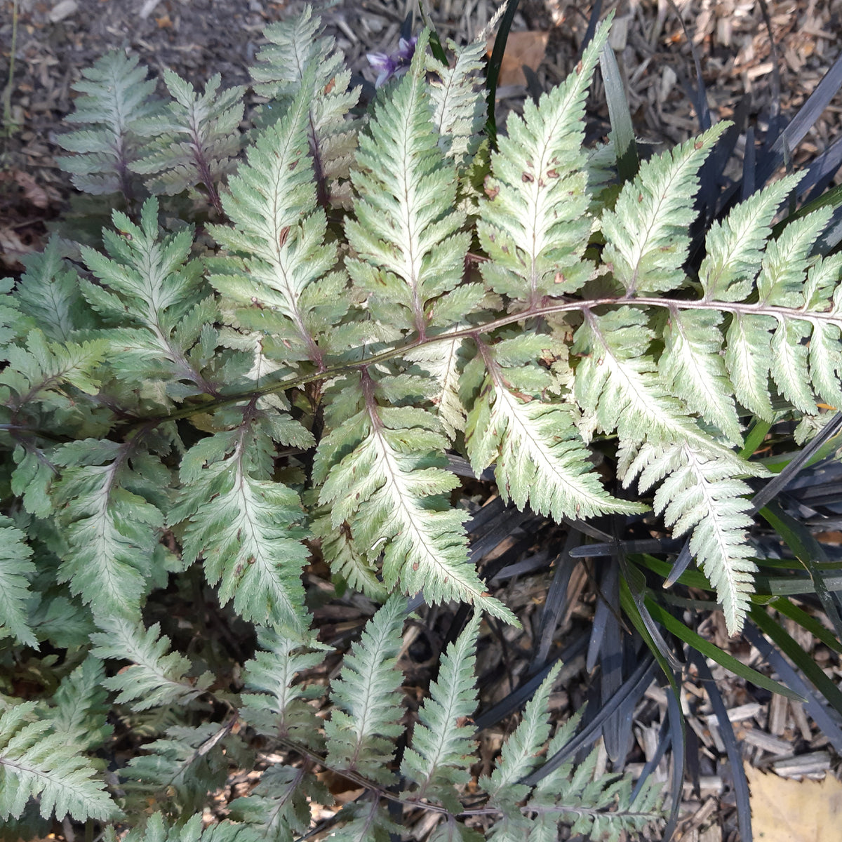Verkoop Japanse regenboogvaren - Athyrium niponicum var. pictum (metallicum)