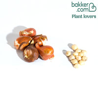 Bloembollenmix 'Tulp 'Ice Cream'& Allium 'Cameleon' (x15)