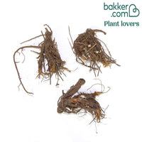 Ooievaarsbek 'Southcomble Double' (x3)