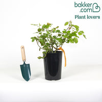 Trosroos 'Leonardo da Vinci'®