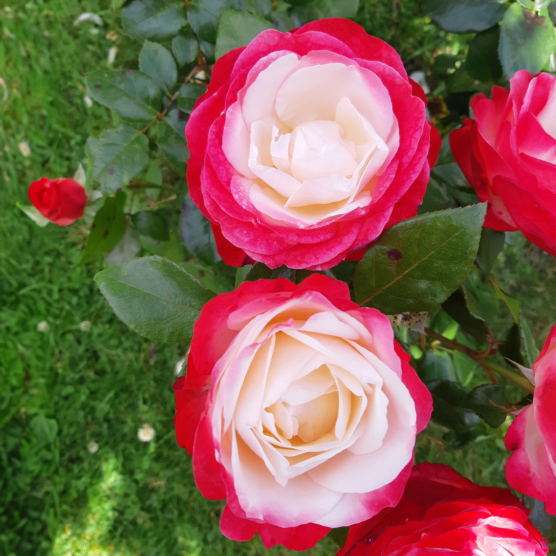 Grootbloemige roos 'Nostalgie' - Grootbloemige rozen - Bakker