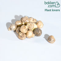 Bulgaarse sierui (x15)