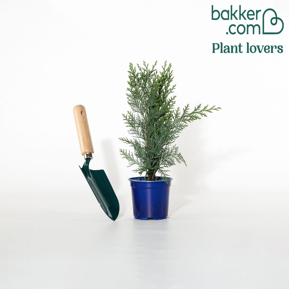 Blauwe haagconifeer 'Columnaris' - Chamaecyparis lawsonia columnaris