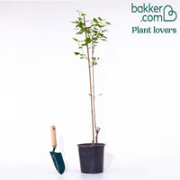 Chinese esdoorn - Acer ginnala - Type plant