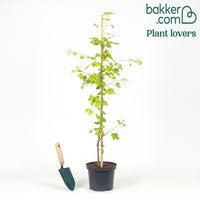 Japanse notenboom - Ginkgo