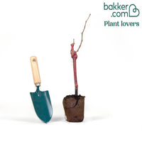 Witte druif 'Italia'