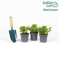 Petunia 'Lavender Sky' (x3)