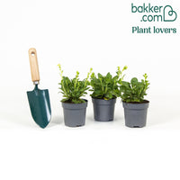 Petunia 'Royal Sky' (x3)