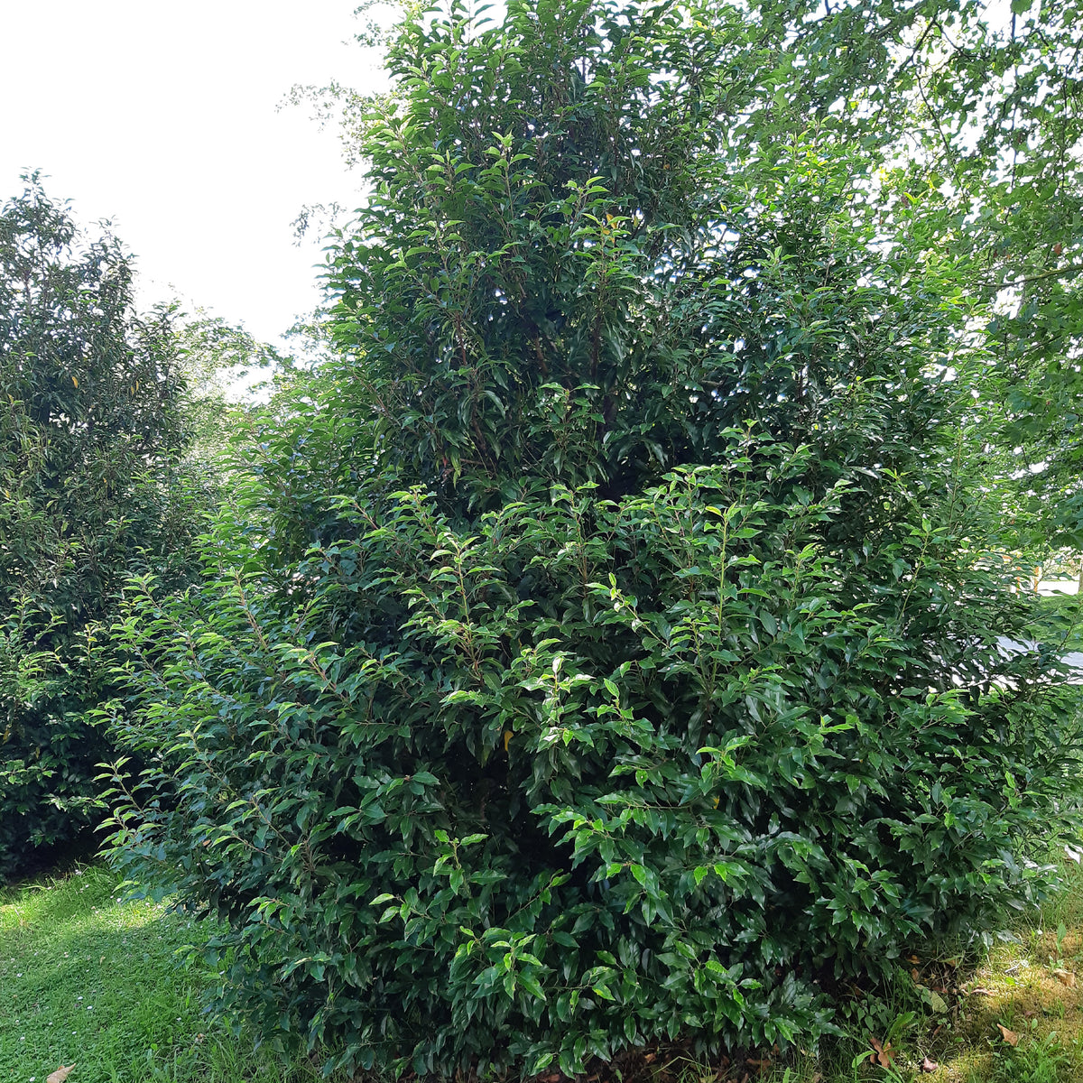 Prunus lusitanica - Portugese laurier - Laurier - Laurus Nobilis