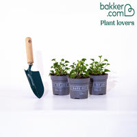 Geranium 'Mosquitaway Lizzy' (x3) - Pelargonium crispum lizzy